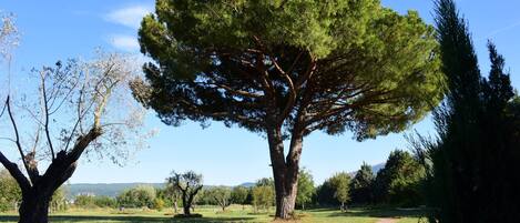 Un grand arbre dans un parc, sous un ciel dégagé.