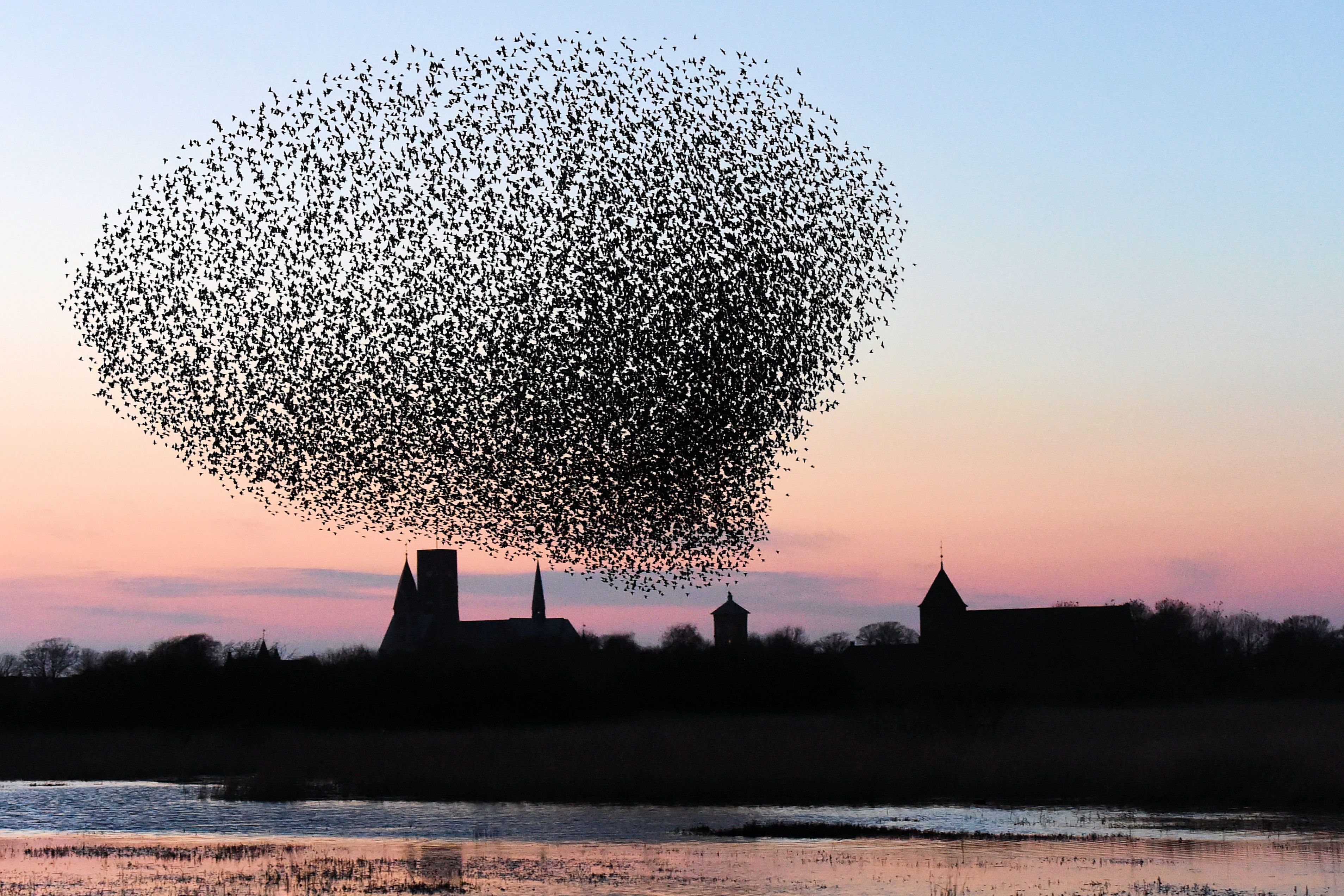 A large flock of birds silhouetted against a sunset sky, with buildings in the background.
