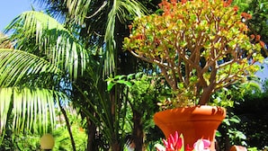 Un jardí amb una varietat de plantes i flors, incloent una olla taronja gran i flors roses.