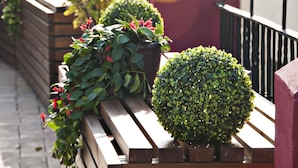 Un banco de madera con plantas en macetas y una escultura topiaria esférica.