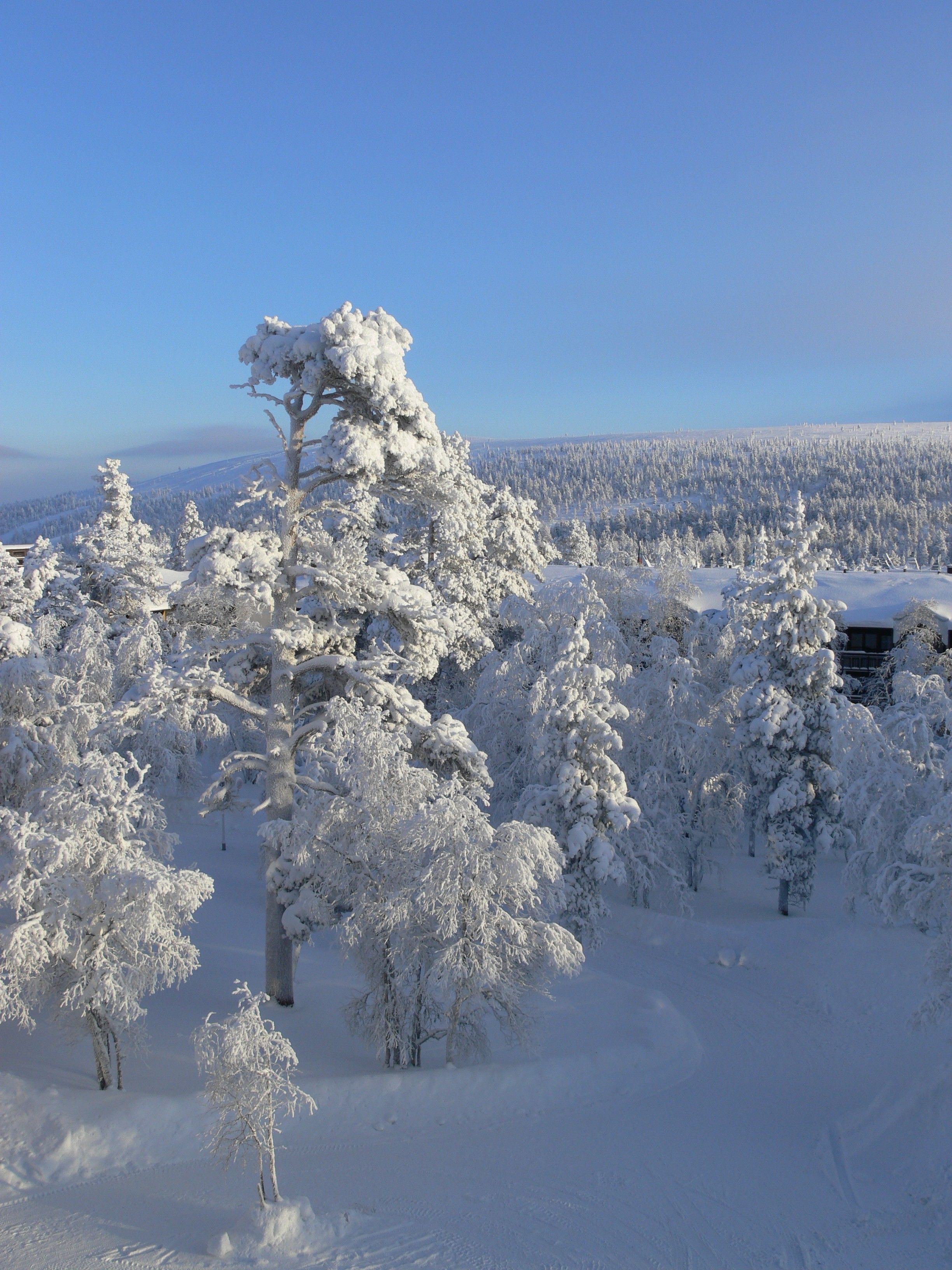 Schneebedeckte Landschaft mit Bäumen und einem Gebäude in der Ferne.