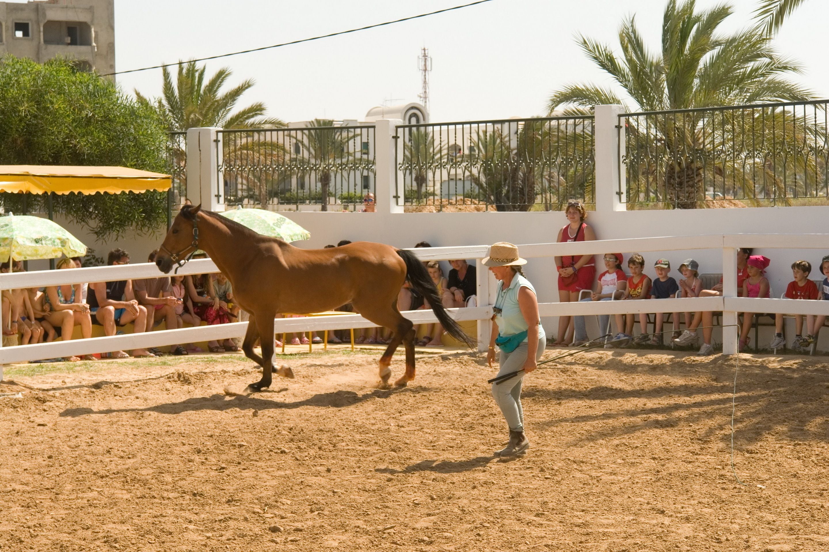 A horse in an arena with a person leading it.