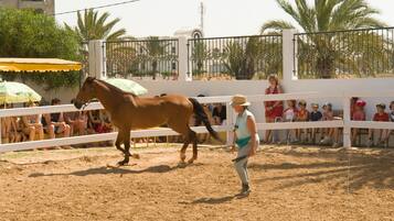 A horse in an arena with a person leading it.