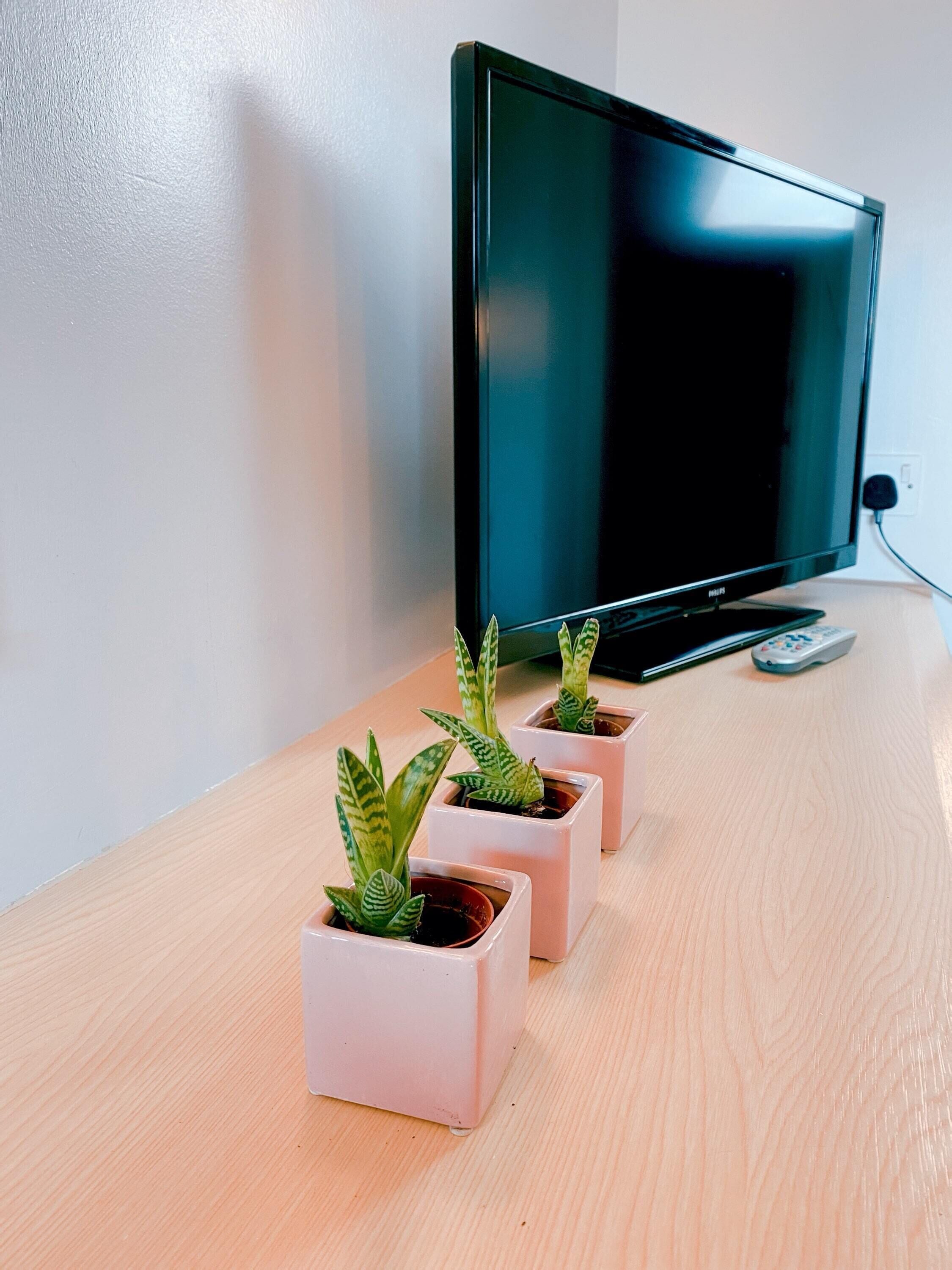 Un téléviseur à écran plat posé sur un bureau en bois, avec trois plantes en pot.