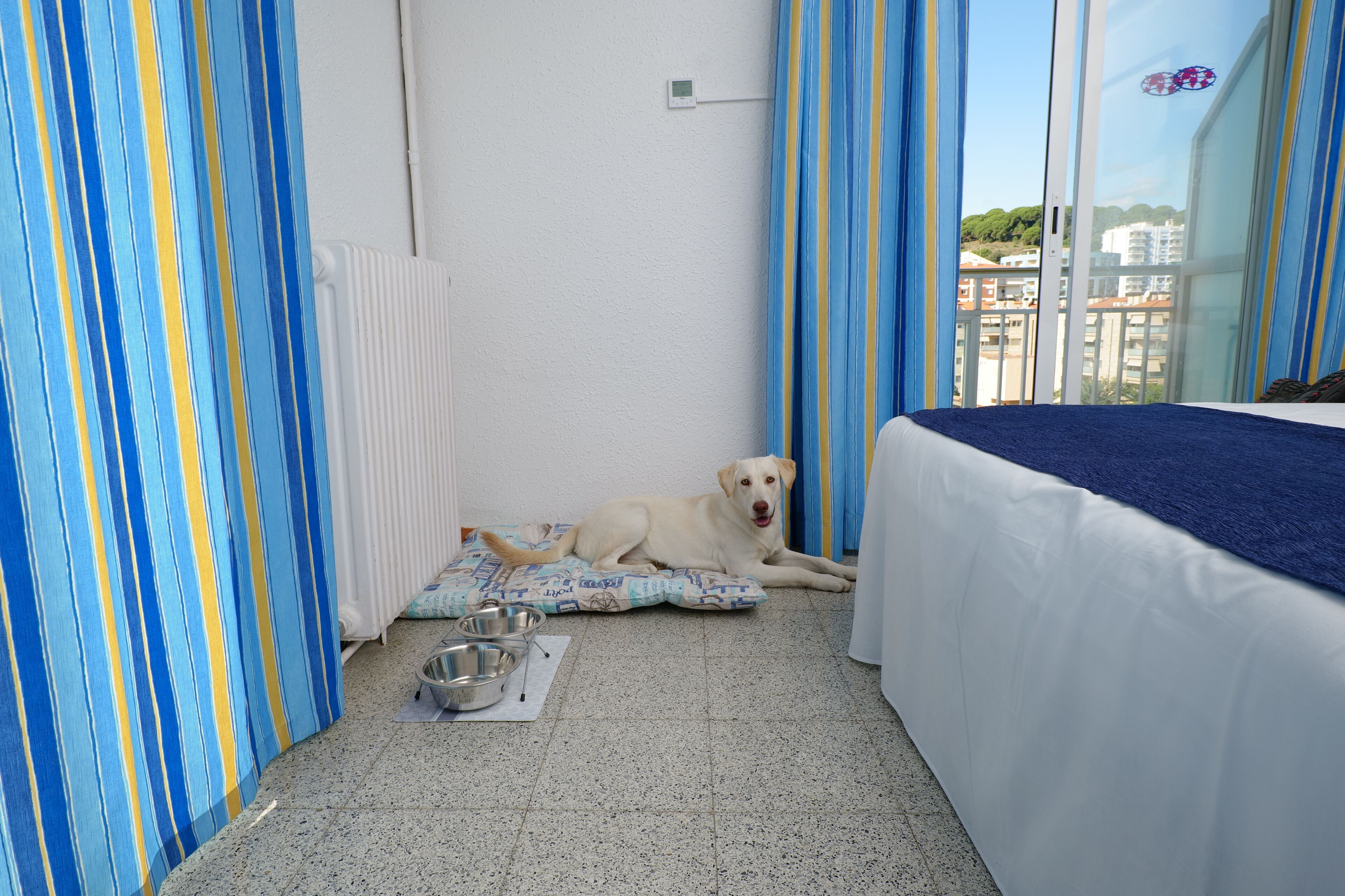 Una habitación con cama, un perro descansando sobre una alfombra, un plato y una ventana con vistas a edificios.