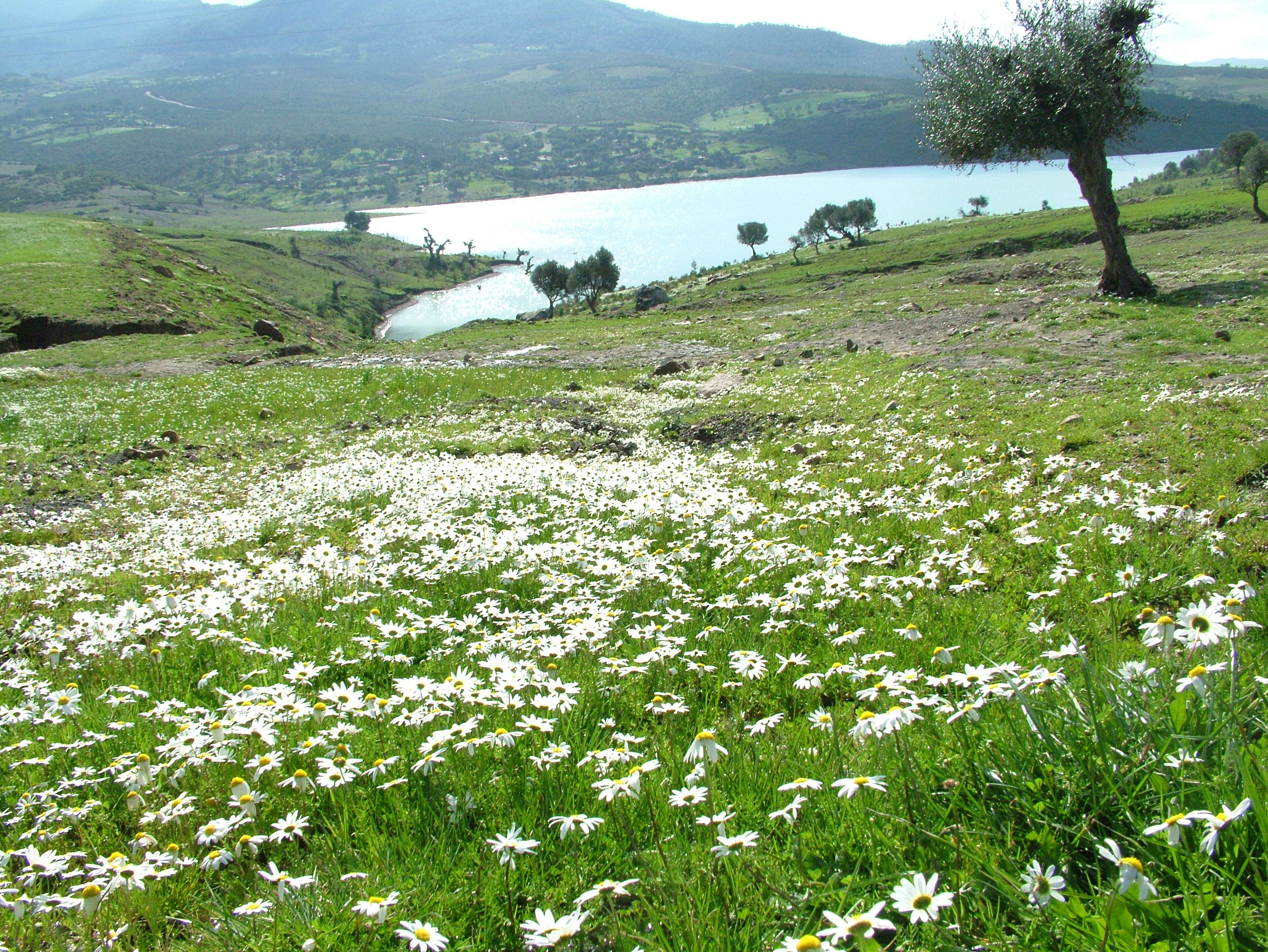 A field of daisies with a lake and hills in the background.