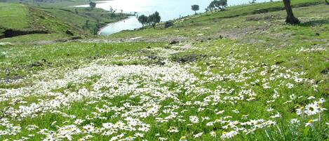 A field of daisies with a lake and hills in the background.
