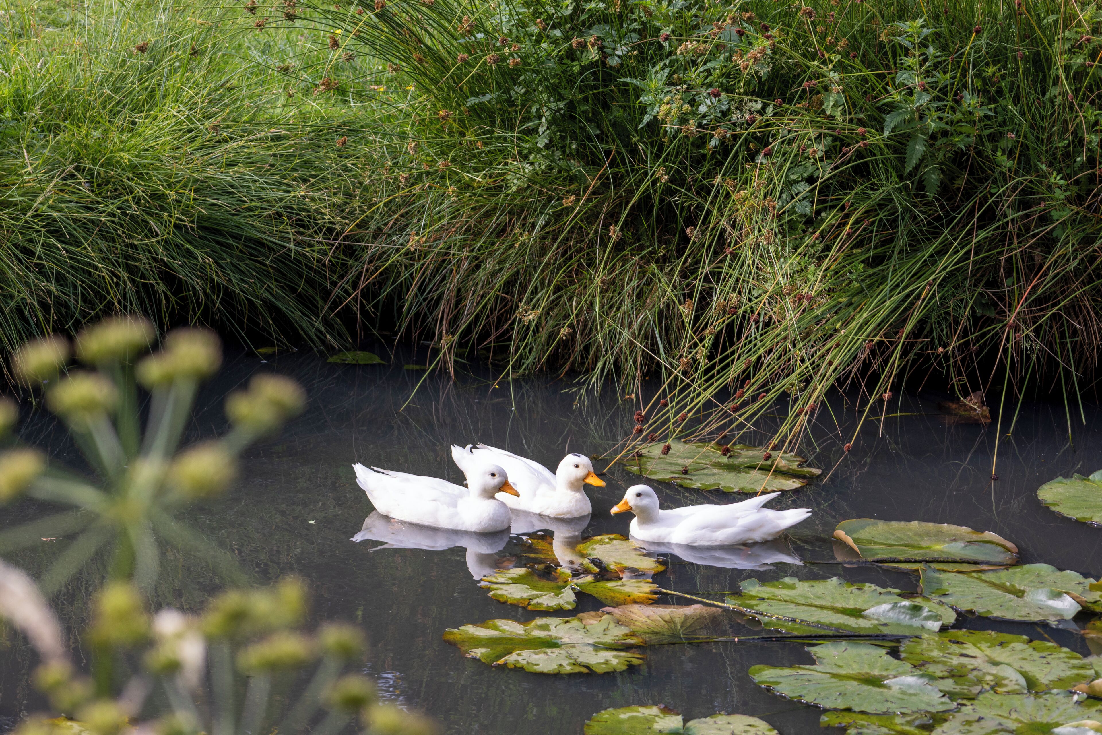 Drei Enten schwimmen in einem Teich, umgeben von üppigem Grün.