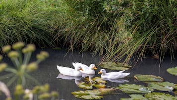 Drei Enten schwimmen in einem Teich, umgeben von üppigem Grün.