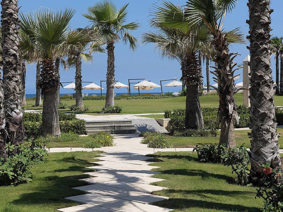A pathway lined with palm trees leading to beach umbrellas.