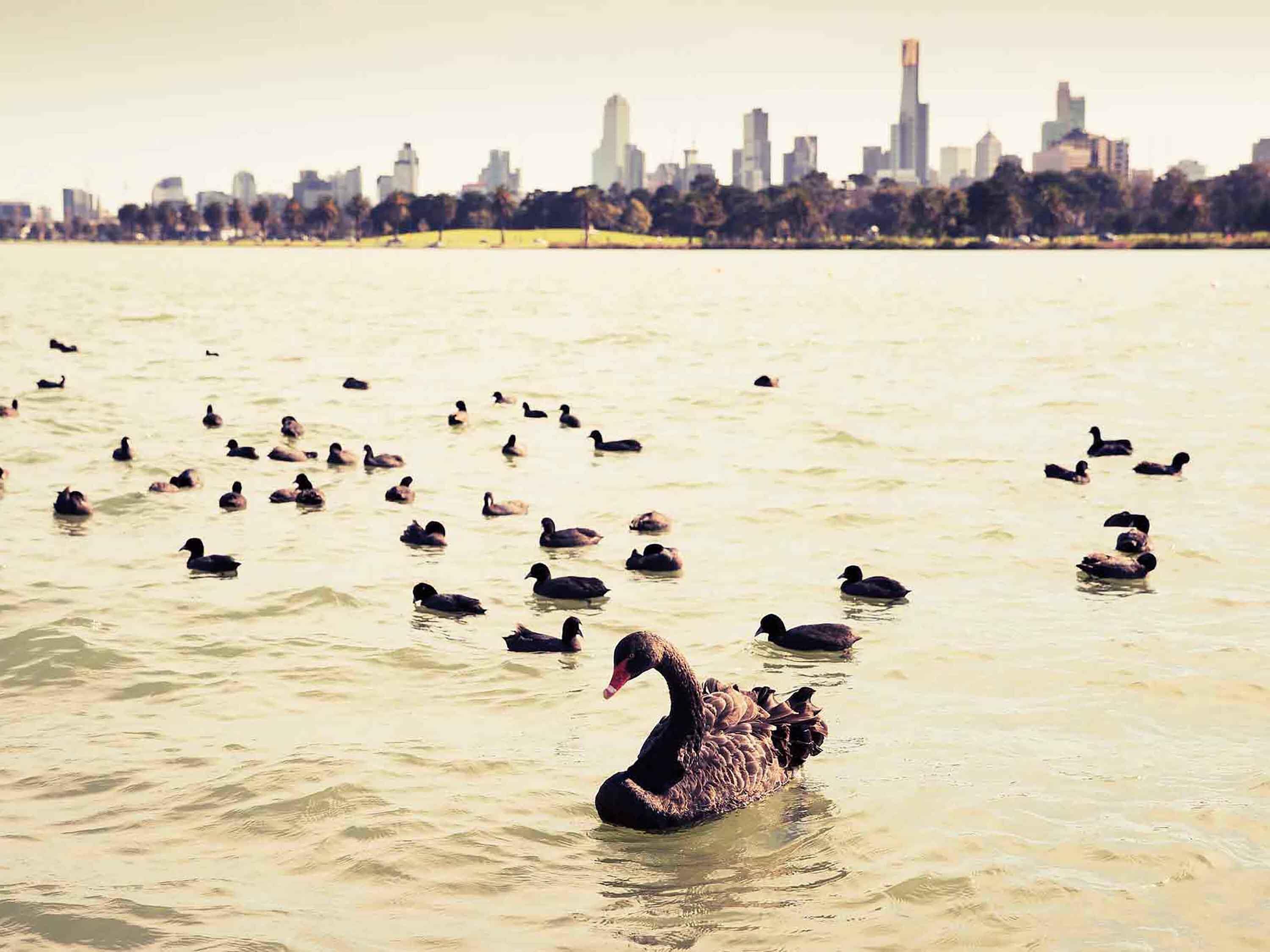 Ein Gewässer mit vielen Enten und einer Stadtkulisse im Hintergrund.