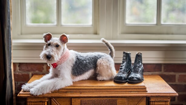 A dog sitting on a wooden table with a pair of black boots beside it, in front of a window with a view of greenery. - Craddock Terry Hotel, Lynchburg, a Tribute Portfolio Hotel (Lynchburg)