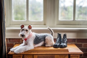 A dog sitting on a wooden table with a pair of black boots beside it, in front of a window with a view of greenery. - Craddock Terry Hotel, Lynchburg, a Tribute Portfolio Hotel (Lynchburg)