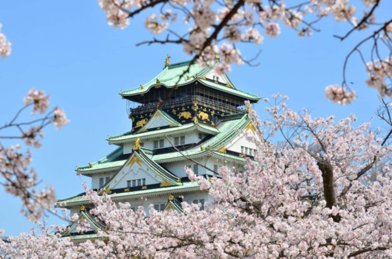 Un château japonais traditionnel, doté de plusieurs niveaux et orné de motifs dorés, entouré de cerisiers en fleurs.