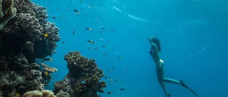 Escena submarina con un buzo y un arrecife de coral.
