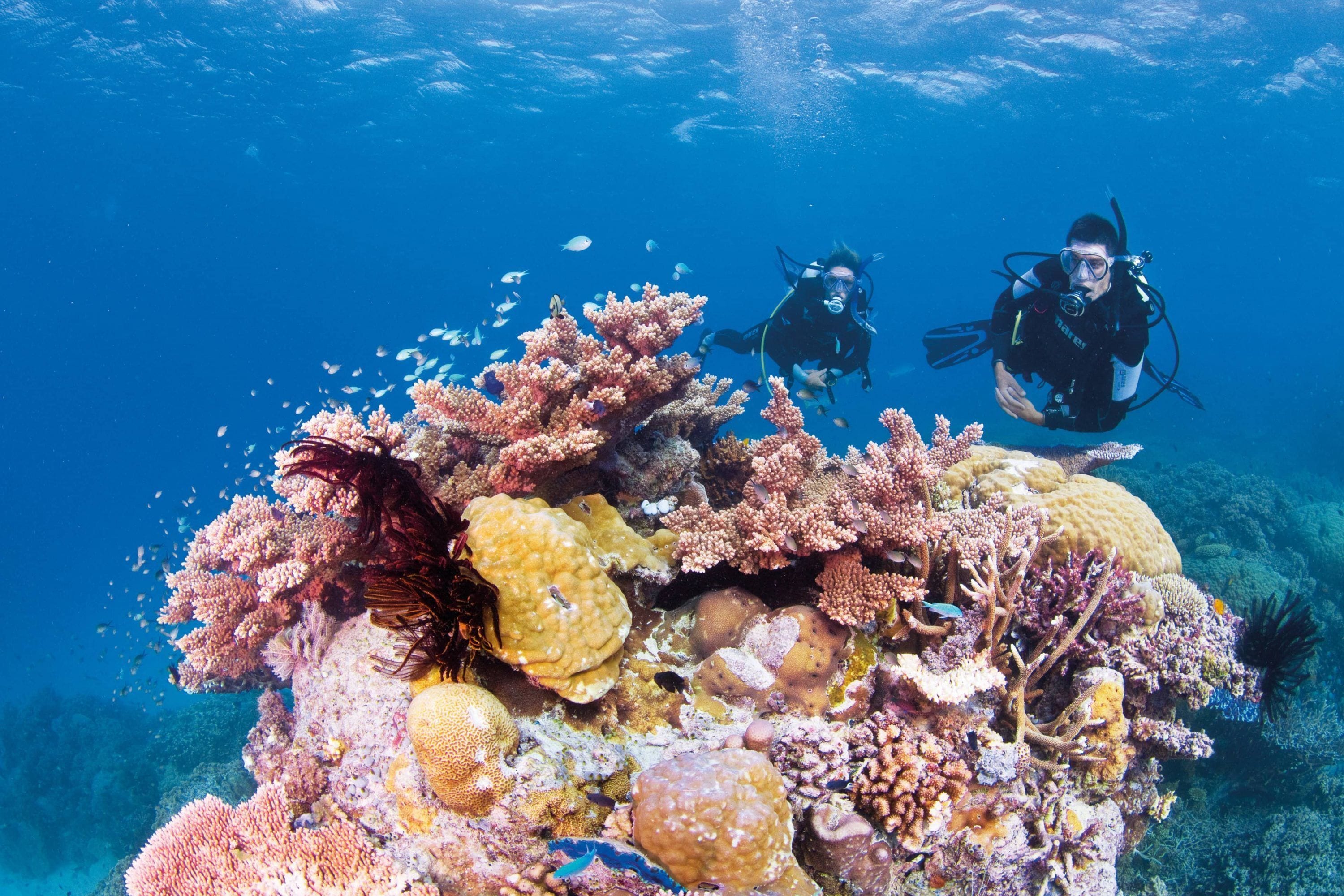 A coral reef with divers exploring.