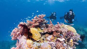 A coral reef with divers exploring.