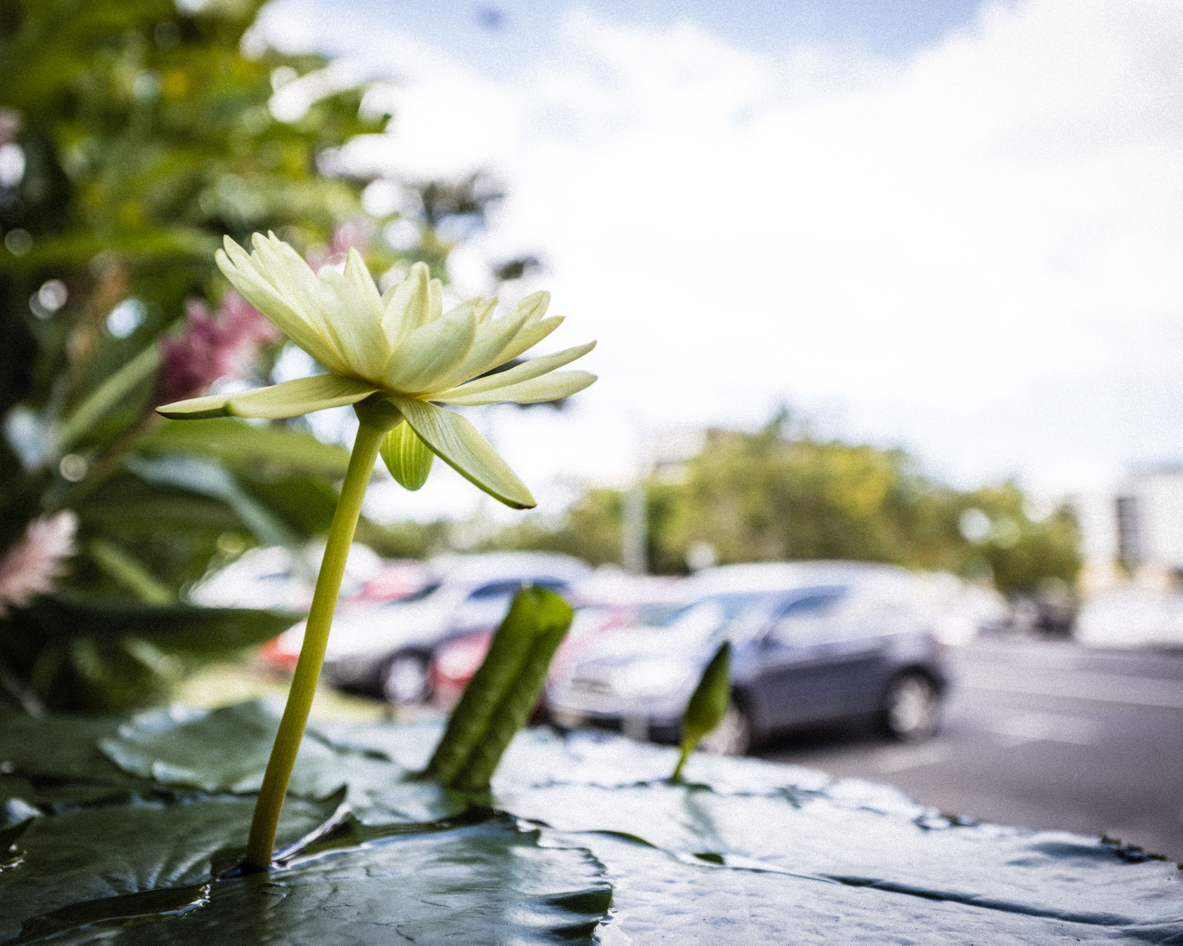 A water lily on a pond with a blurred background of a car and buildings.