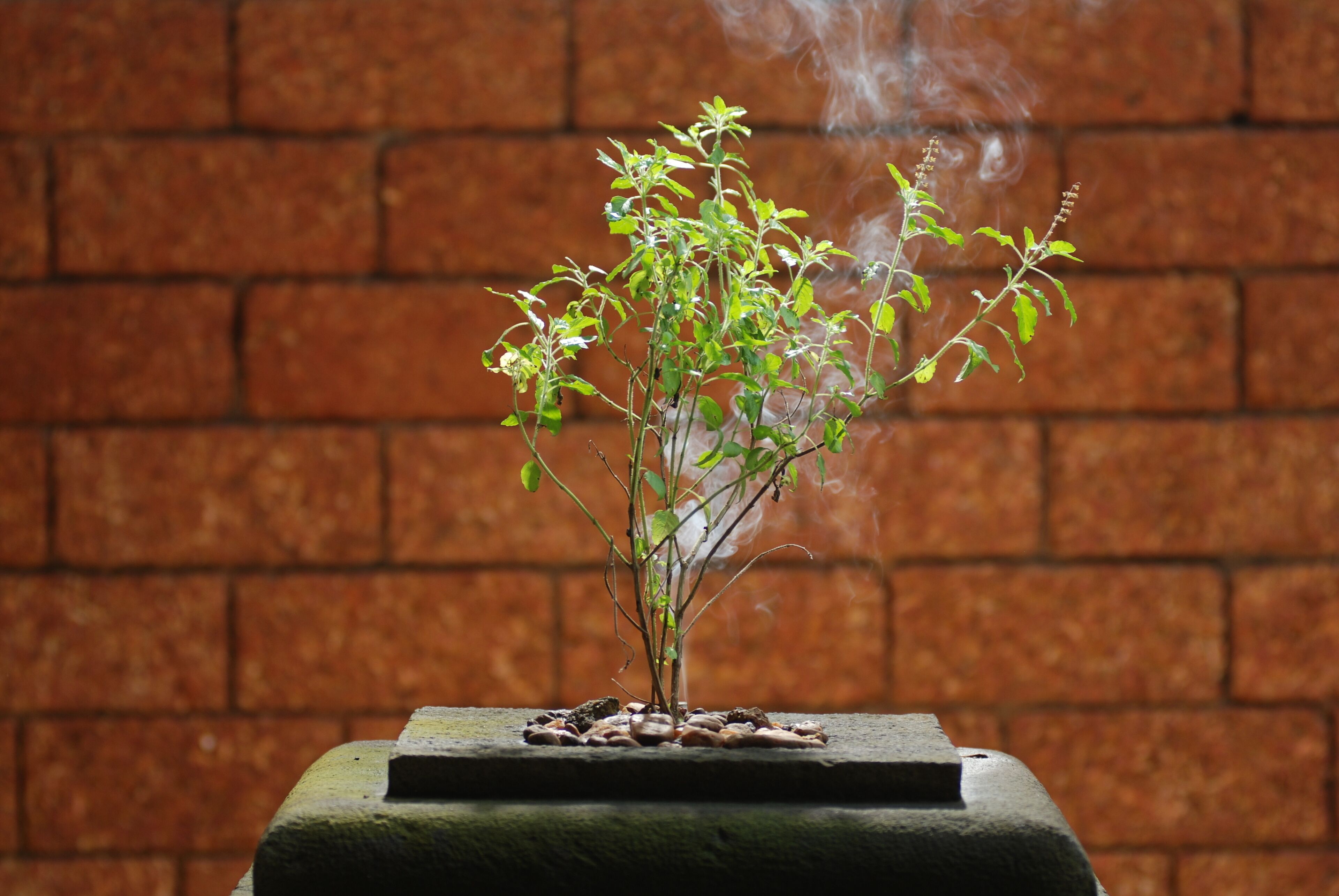 A plant with smoke rising from its base, set against a brick wall background.