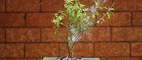 A plant with smoke rising from its base, set against a brick wall background.