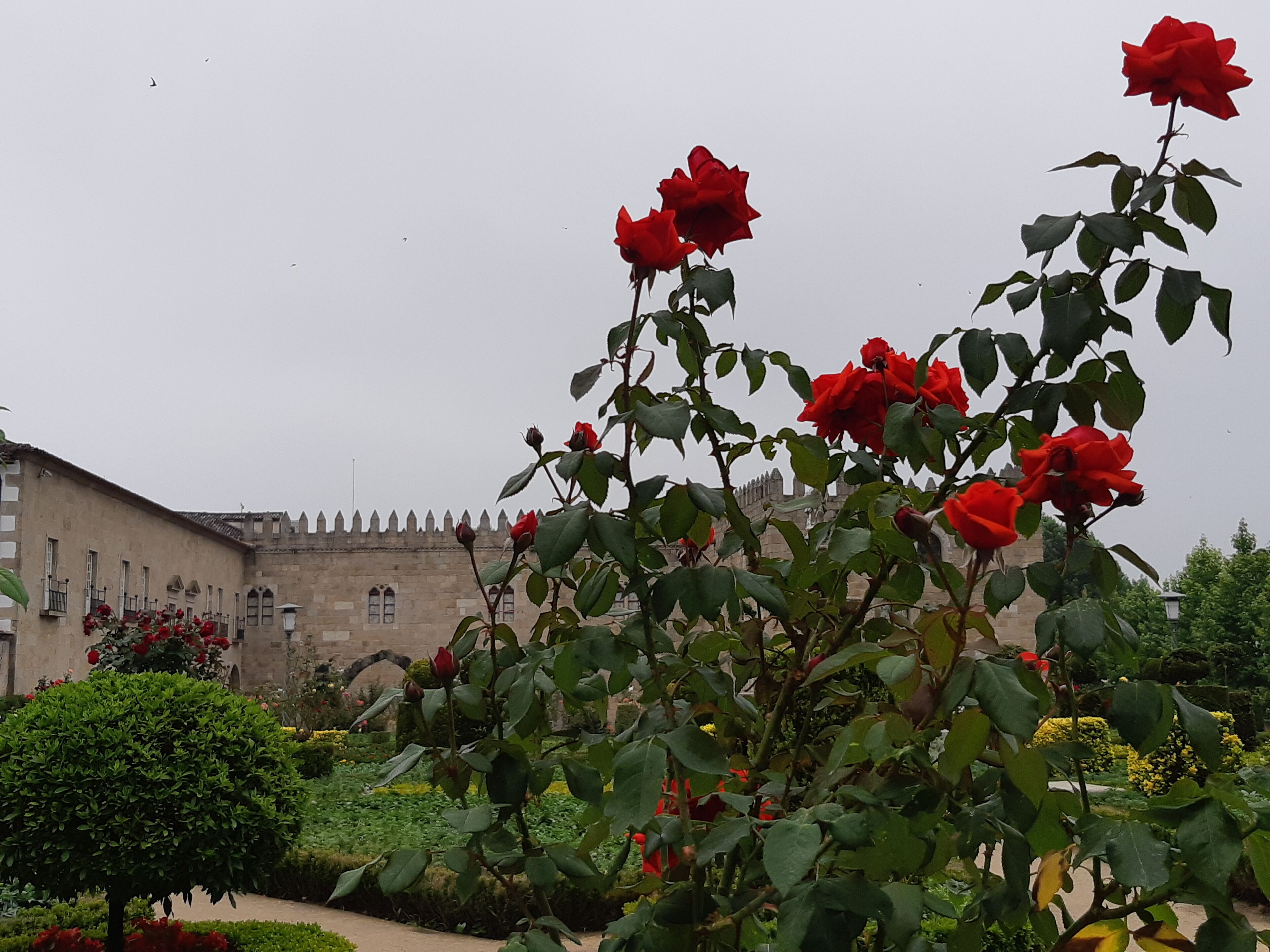 A garden with red roses and a historic building with a crenellated wall in the background.