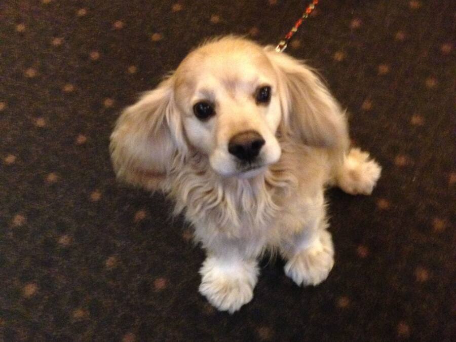 Un perro con correa.