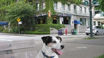 En byggnad med en skylt där det står ”Sylvia Hotel”, och en hund som sitter på en bänk.