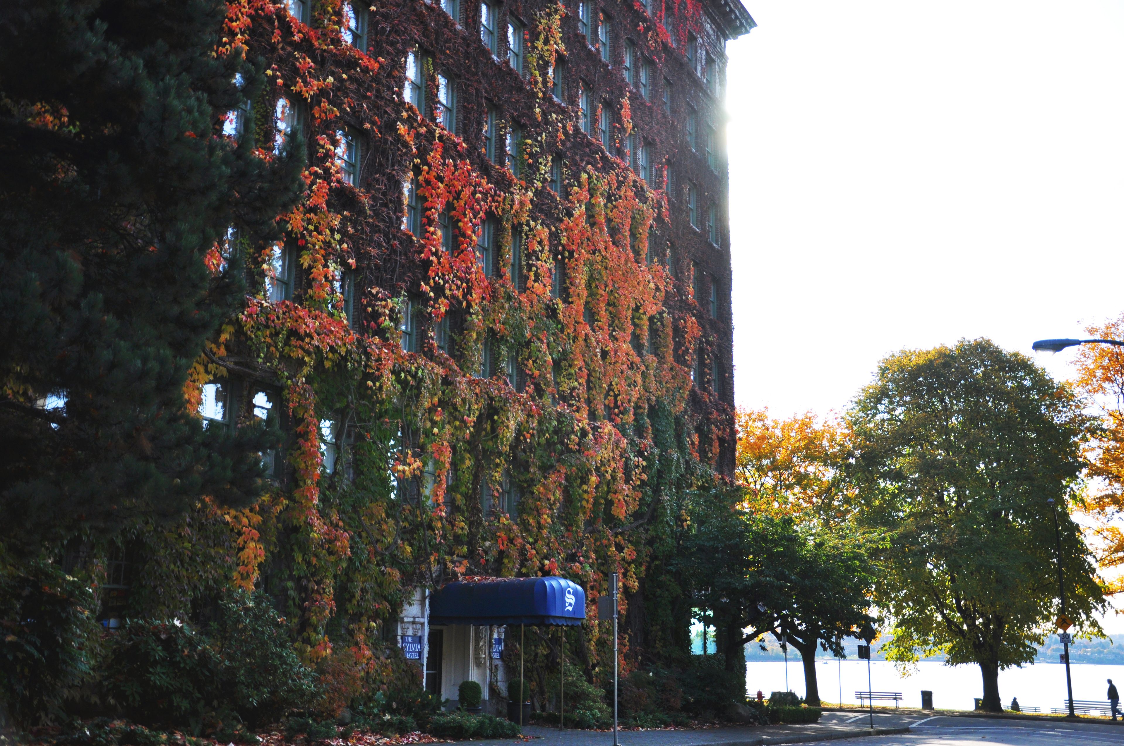Un bâtiment à la façade rouge, recouverte de lierre, avec une boîte aux lettres bleue et un arbre aux feuilles vertes.