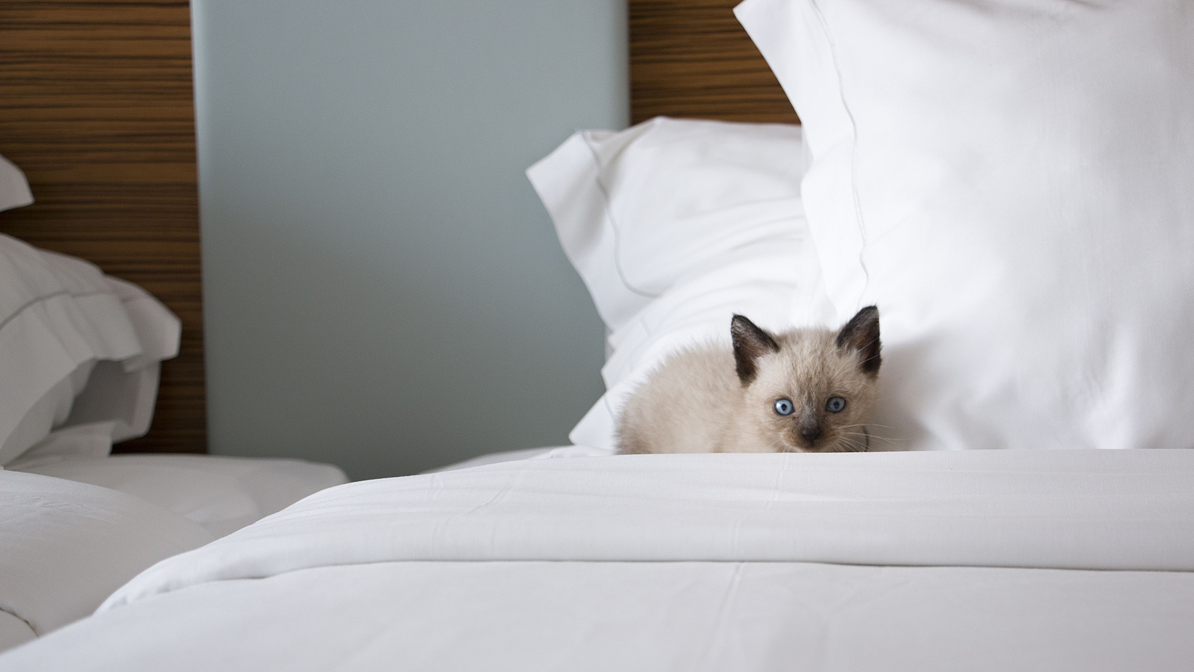 Una cama con ropa de cama blanca y un gatito asomándose de debajo de las sábanas.