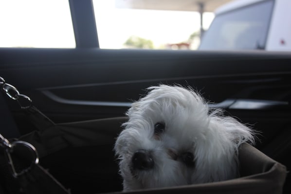 Pet-friendly amenities