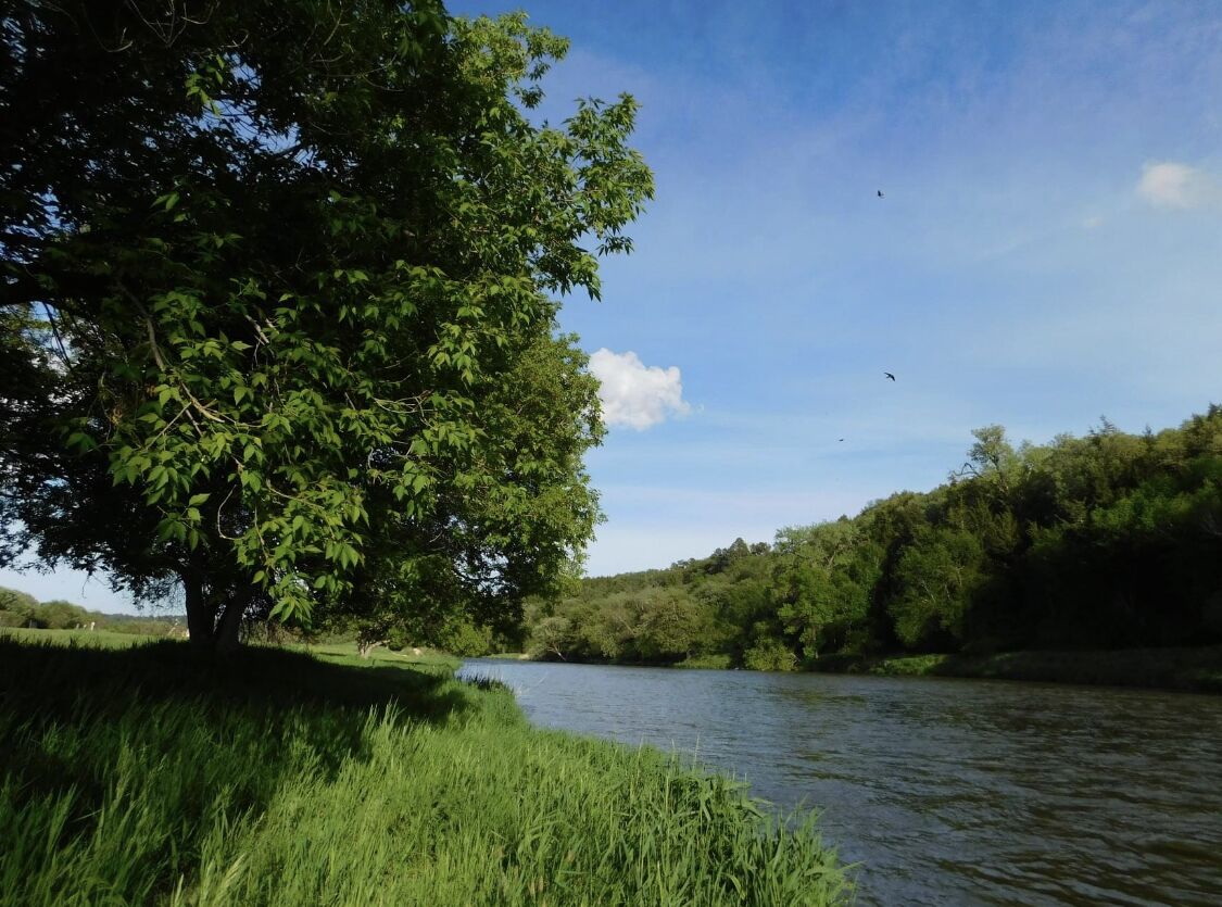 A river with a large tree on the left and dense greenery on the right.