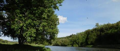 A river with a large tree on the left and dense greenery on the right.