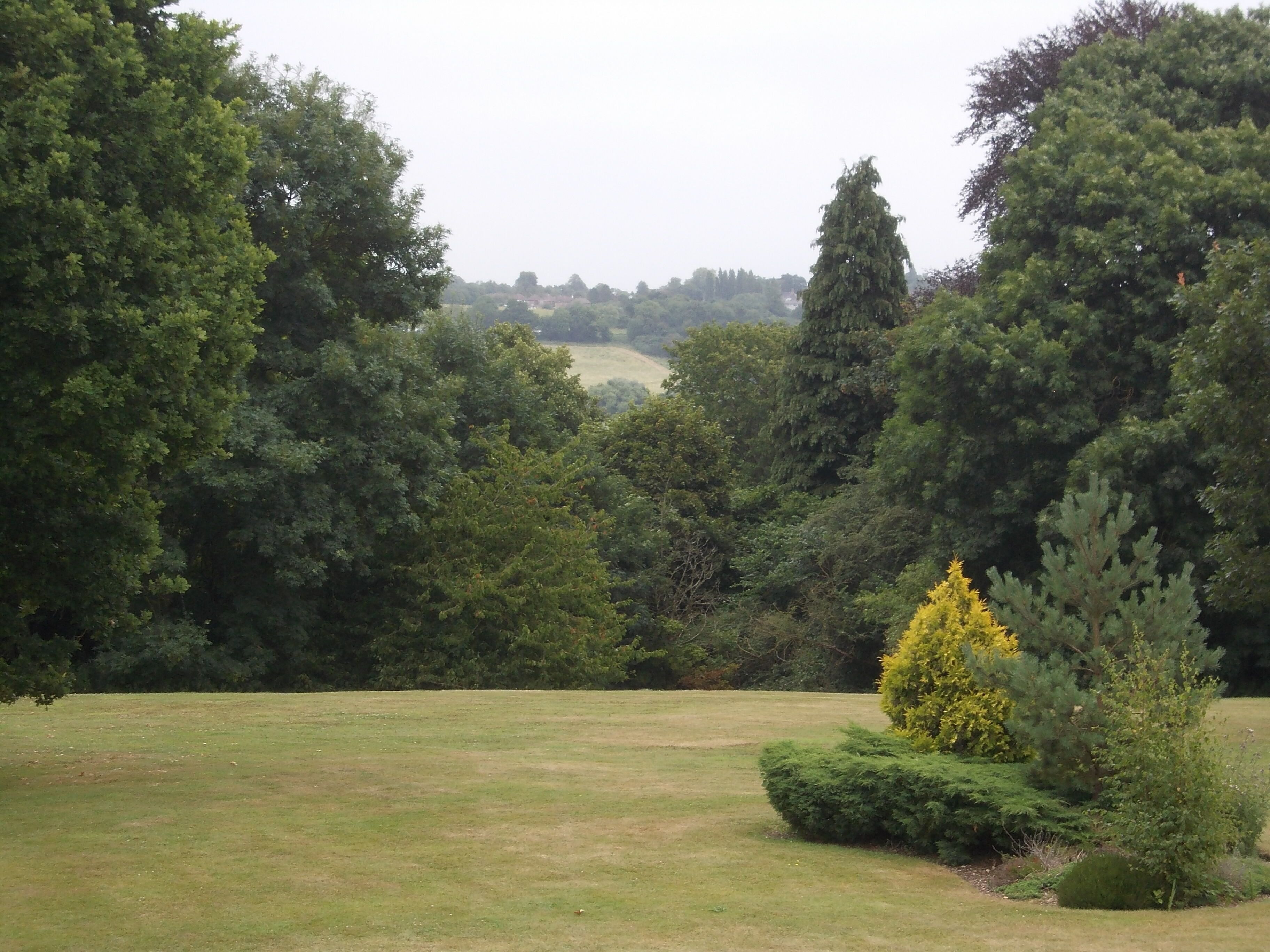 A grassy field with dense trees and a small bush in the foreground.