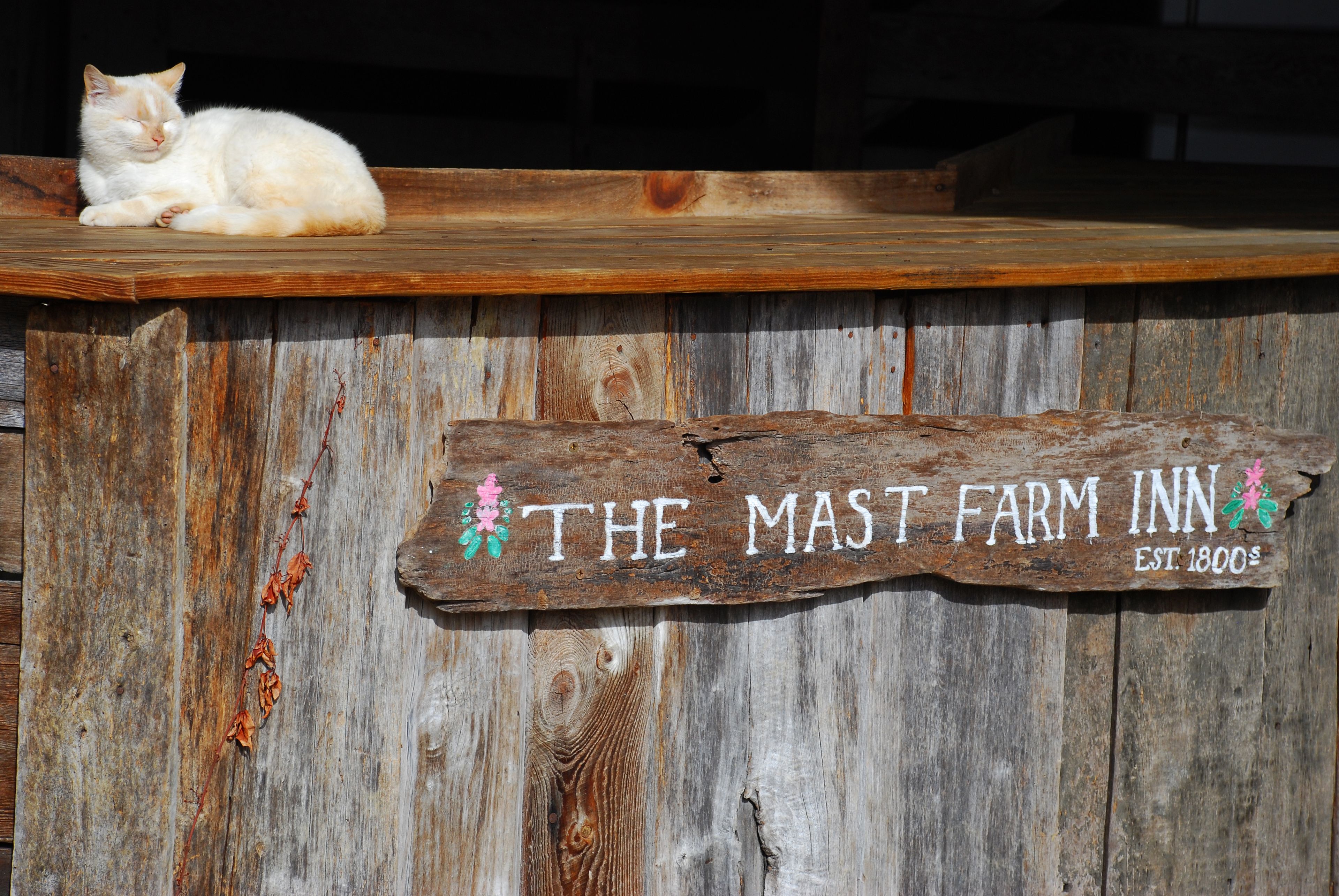 A rustic wooden sign with the text "THE MAST FARM INN EST. 1800s" and a cat lying on a wooden ledge above it.