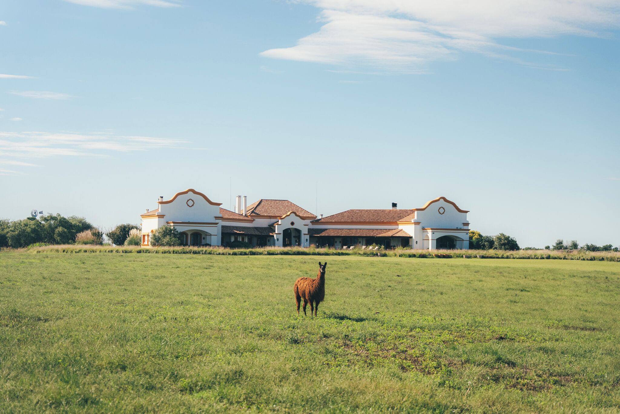 Una llama en un campo con hierba, con un edificio blanco grande al fondo.