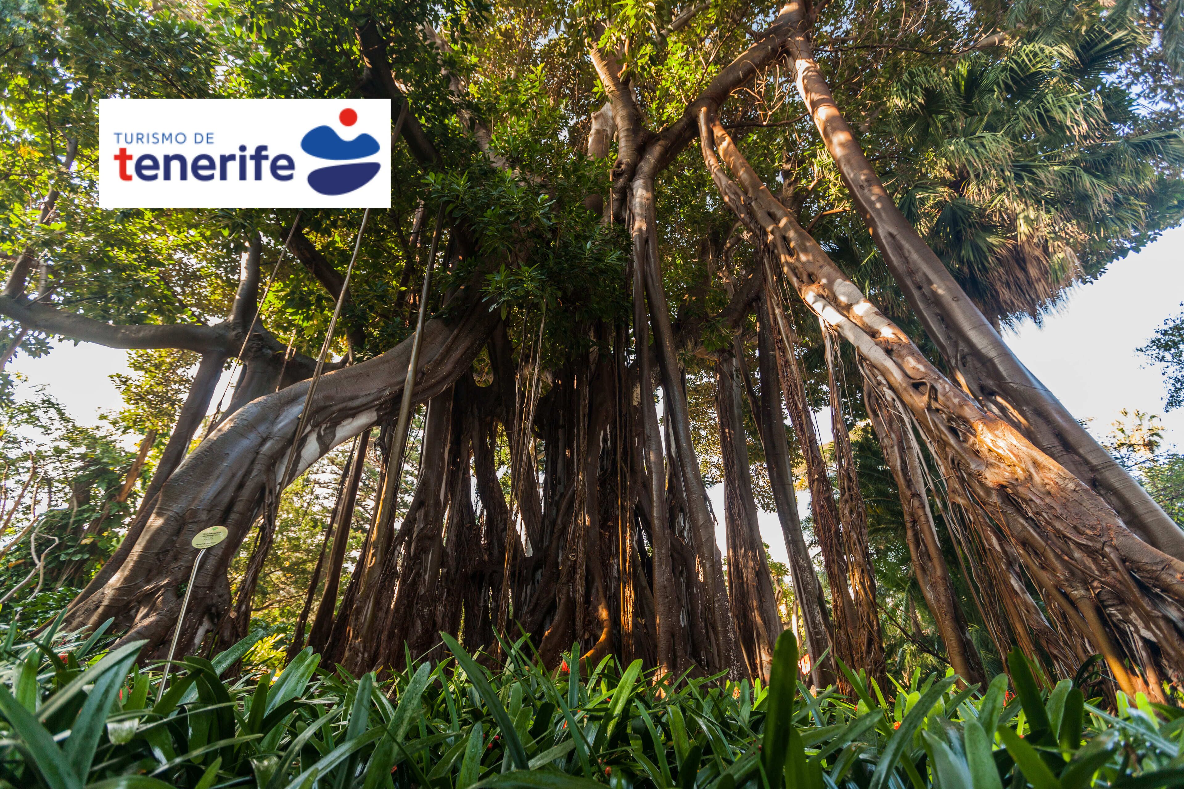 Foto - Hotel Tigaiga