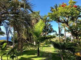 Un sendero bordeado por exuberante vegetación y palmeras, que conduce hacia una masa de agua.