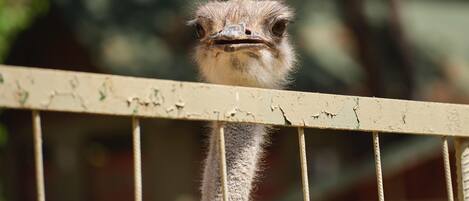 An ostrich behind a metal fence.