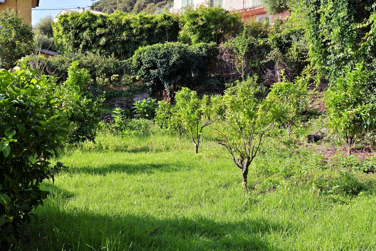 Un exuberante jardín con diversos arbustos y pequeños árboles, una zona cubierta de césped y un edificio al fondo.