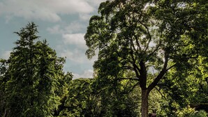 A garden with lounge chairs and umbrellas, surrounded by trees and greenery. - Cowley Manor Experimental (Cheltenham)