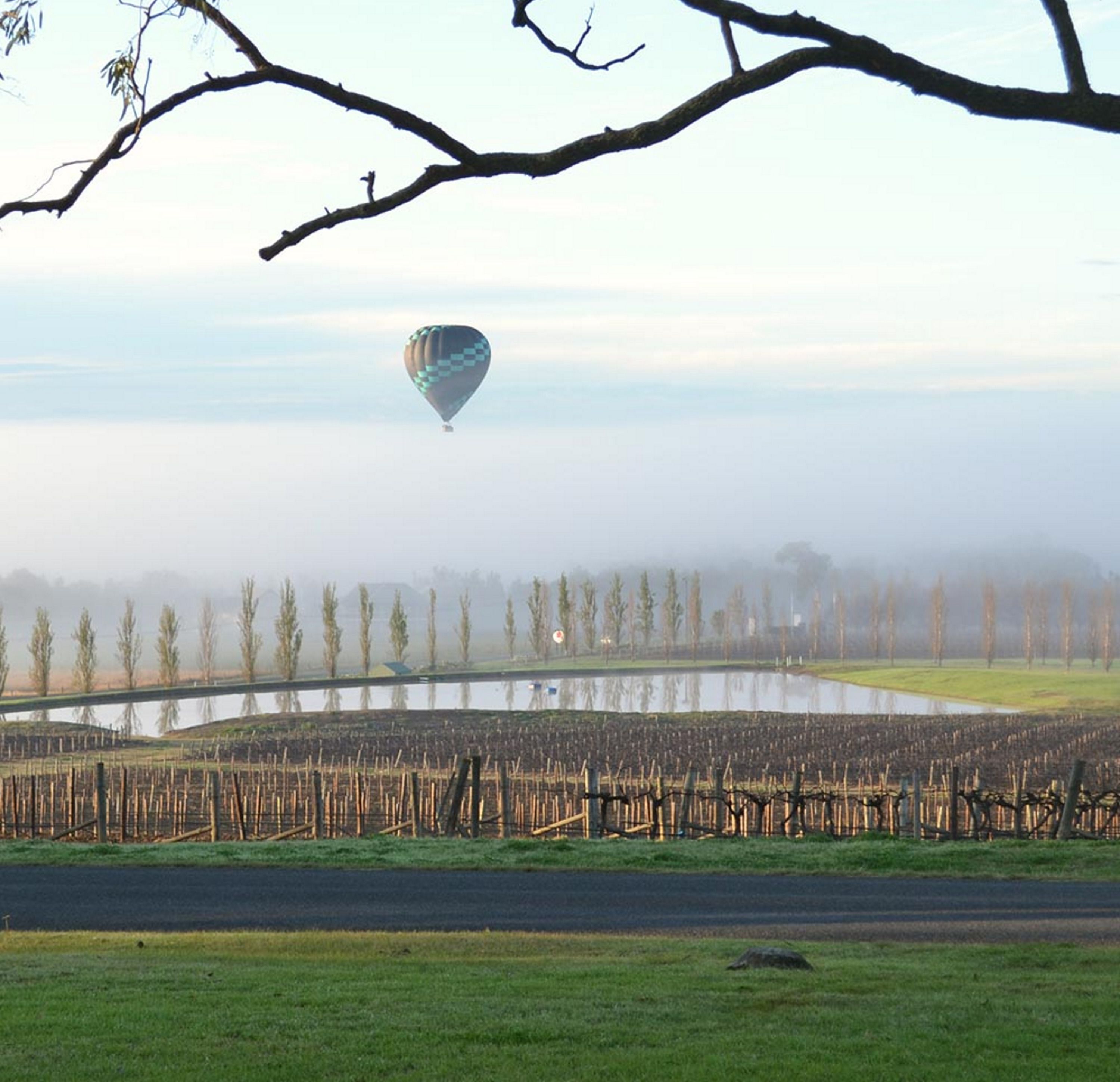 A hot air balloon over a field with rows of trees and a body of water in the background.