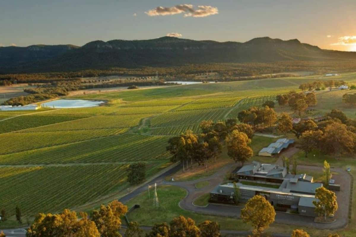 A vineyard with rows of grapevines, a building with a modern design, and a hilly landscape in the background.
