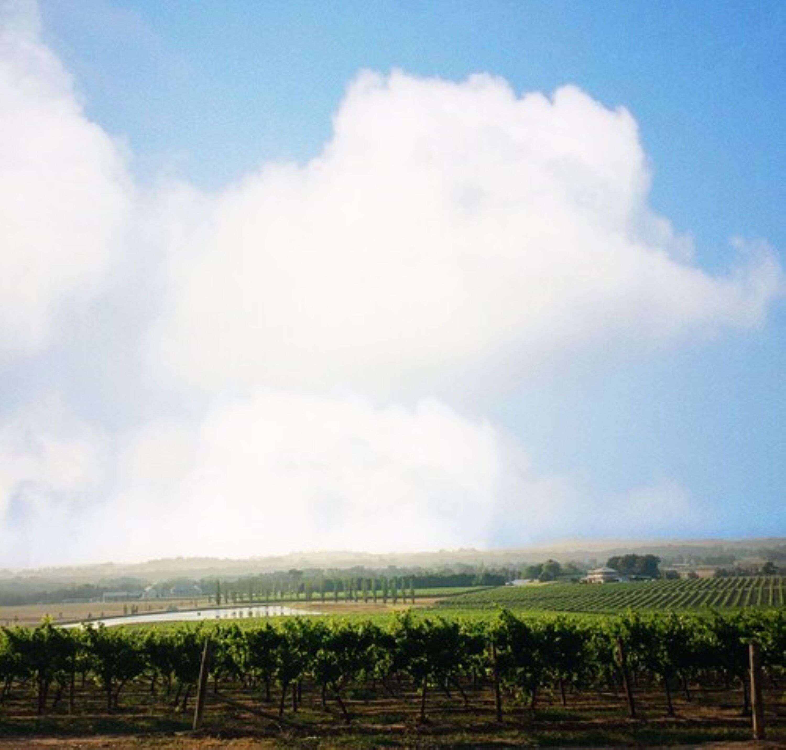 A vineyard with rows of grapevines under a clear sky.