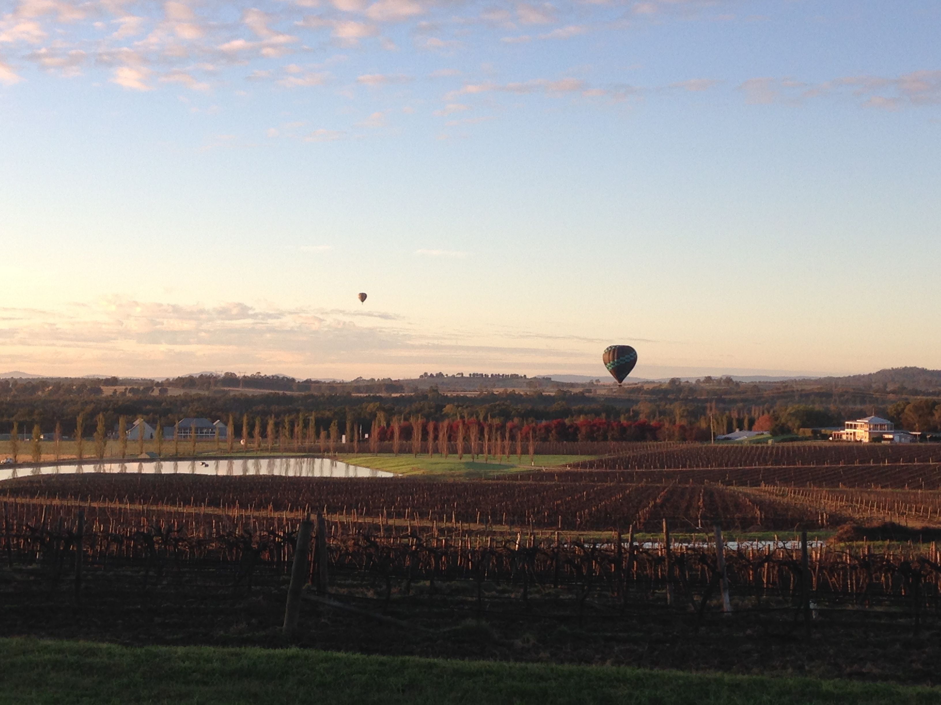 A vineyard with rows of grapevines and a hot air balloon in the distance.