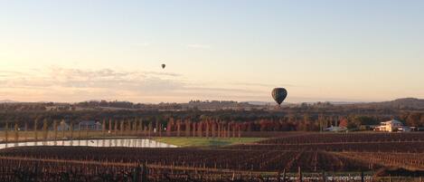 A vineyard with rows of grapevines and a hot air balloon in the distance.