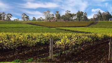 A vineyard with rows of grapevines and a building in the background.