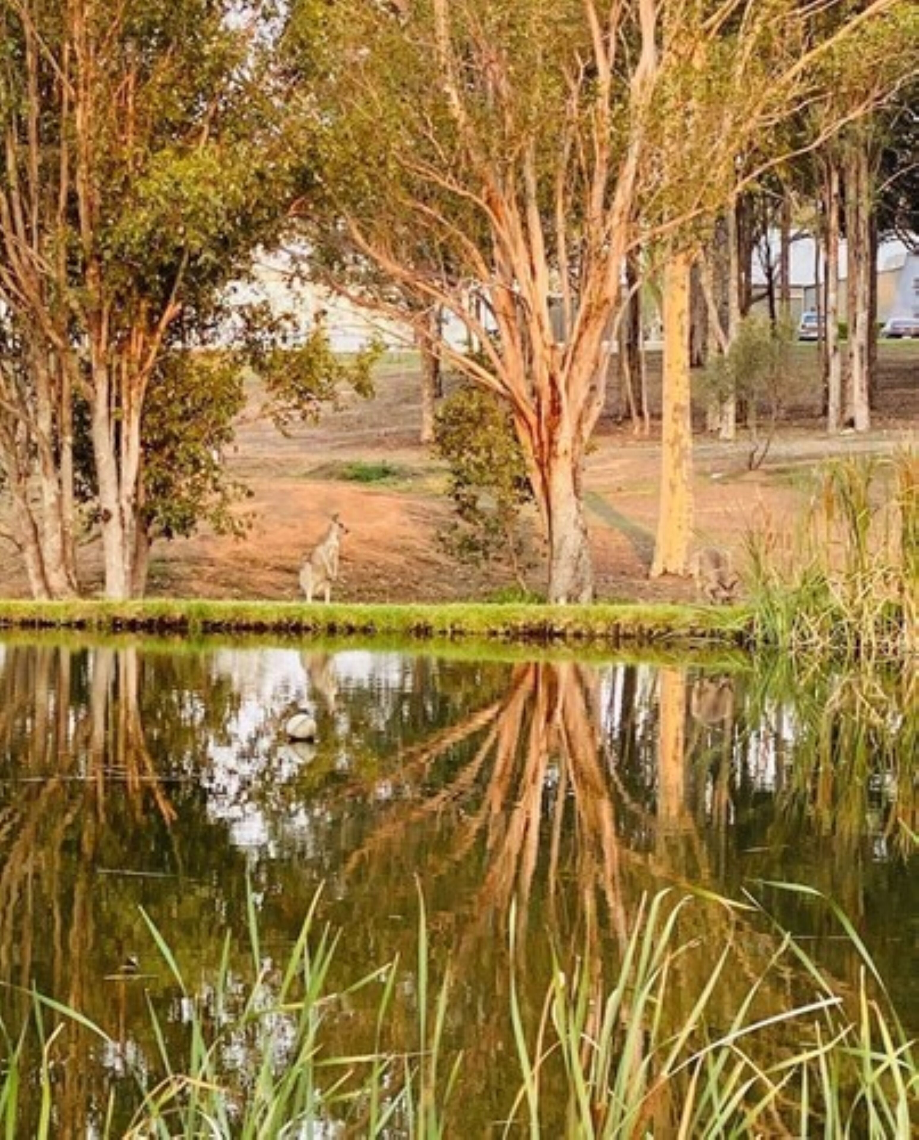 A serene lakeside scene with trees and a clear reflection in the water.