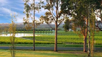 A vineyard with rows of grapevines and a body of water in the background.