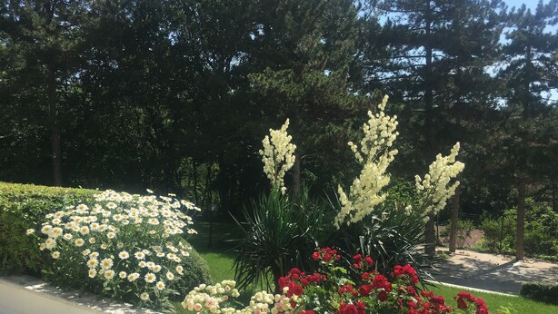 Un jardin agrémenté de fleurs blanches et rouges, de haies soigneusement taillées et de grands arbres en arrière-plan.