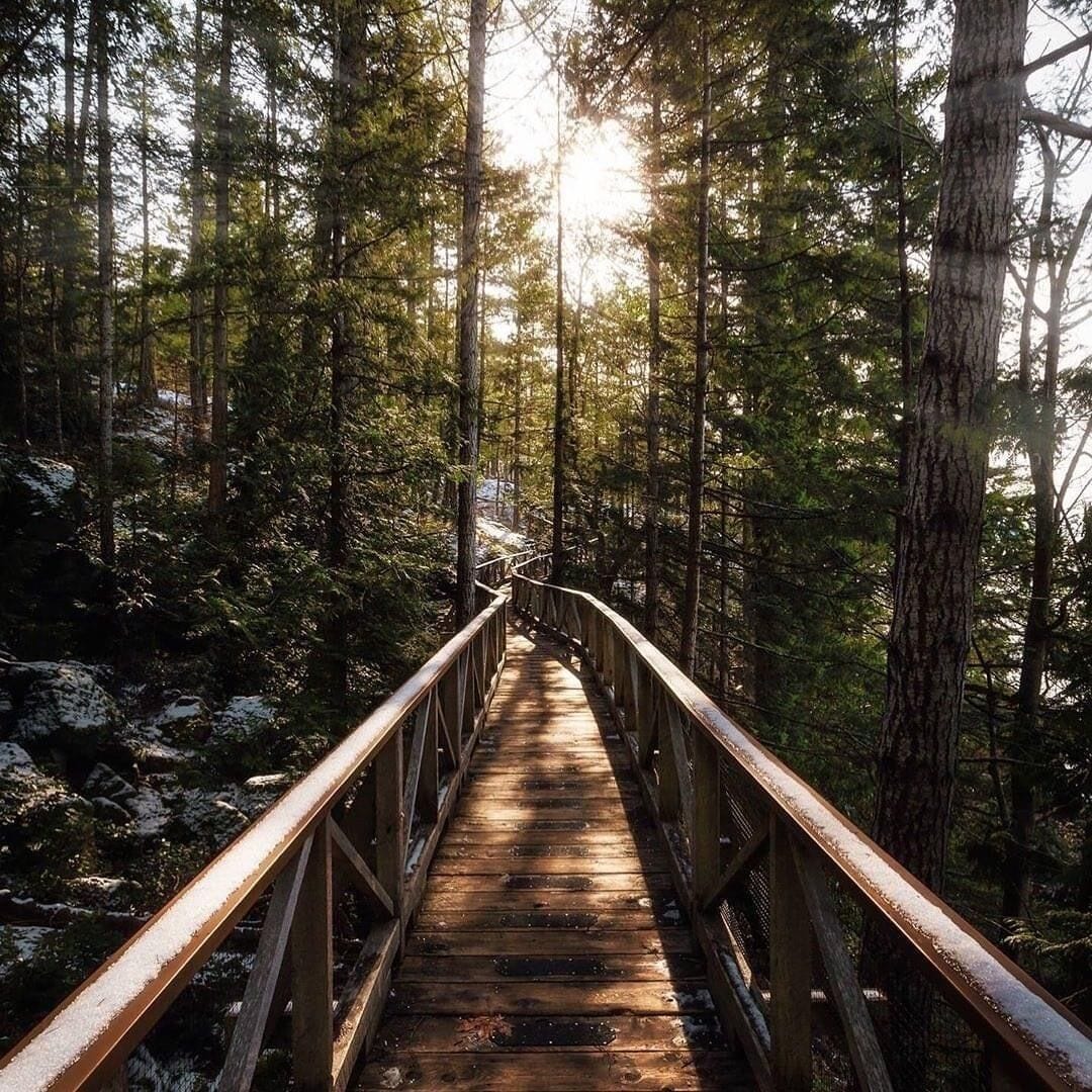 Een houten brug in een bos, met hoge bomen en zonlicht dat erdoorheen valt.